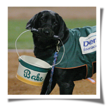 Photo from Greensboro Grasshoppers official website